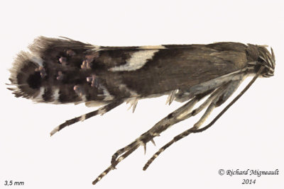 2346 - Yellow Nutsedge Moth  Diploschizia impigritella 1 m14 3,5mm 