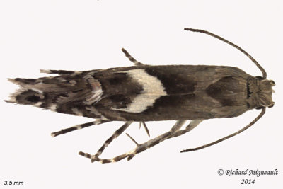 2346 - Yellow Nutsedge Moth  Diploschizia impigritella 2 m14 3,5mm 