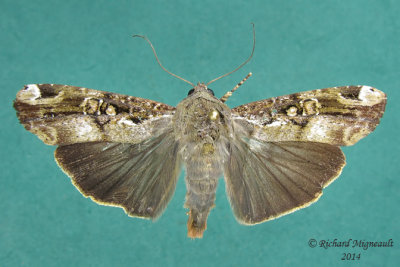 9637 - Orbed Narrow-wing Moth - Magusa divaricata m14 