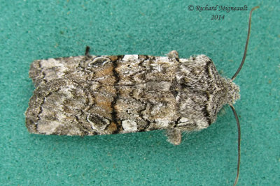 9884 - Owlet Moths - Litholomia napaea 2 m14 