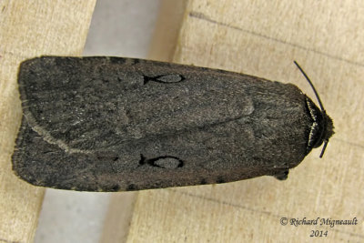 10926 - Clandestine Dart Moth  Spaelotis clandestina m14