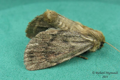 11051  Grotes Satyr Moth  Ufeus satyricus 1 m14 