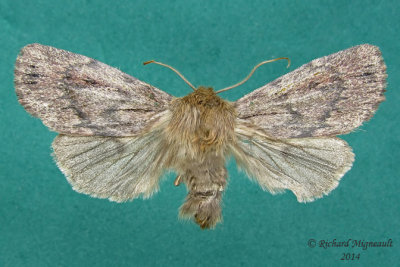 11051  Grotes Satyr Moth  Ufeus satyricus 2 m14 