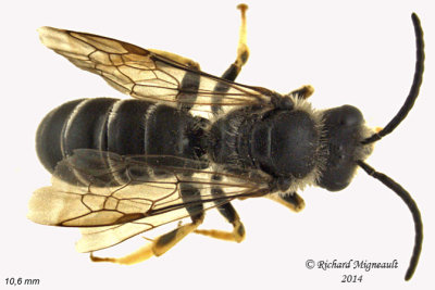 Sweat bee - Halictus rubicundus sp2 1 m14 10,6mm 