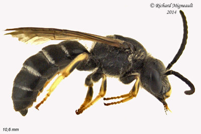Sweat bee - Halictus rubicundus sp2 2 m14 10,6mm 