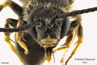 Sweat bee - Halictus rubicundus sp2 3 m14 10,6mm 