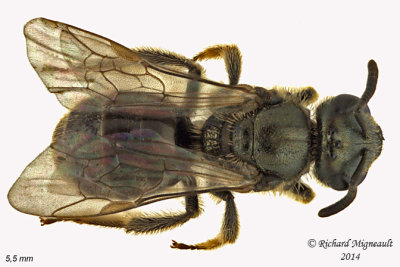 Sweat bee - Lasioglossum - Weak-veined species sp2 1 m14 5,5mm 