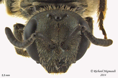 Sweat bee - Lasioglossum - Weak-veined species sp2 3 m14 5,5mm 