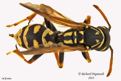 European Paper Wasp - Polistes dominula 1 m14 14,9mm 