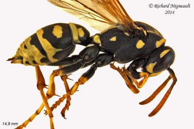 European Paper Wasp - Polistes dominula 2 m14 14,9mm 
