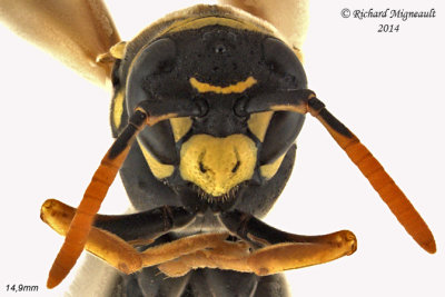 European Paper Wasp - Polistes dominula 3 m14 14,9mm 