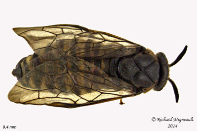 Family Conifer Sawfly