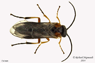 Common sawfly - Nematinae sp1 1 m14 7,4mm 