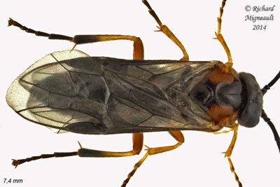 Common sawfly - Nematinae sp1 2 m14 7,4mm 