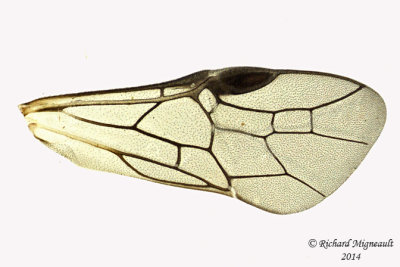 Common sawfly - Nematinae sp1 4 m14 7,4mm 