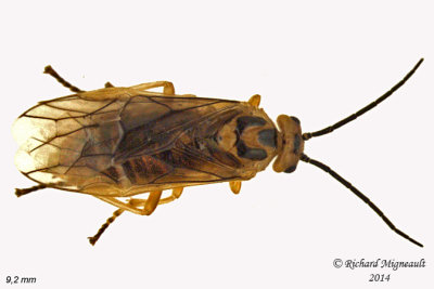 Common sawfly - Nematus Willow Sawfly sp2 1 m14 9,2mm 