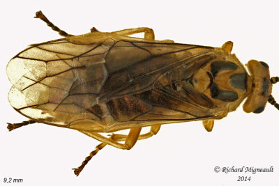 Common sawfly - Nematus Willow Sawfly sp2 2 m14 9,2mm 