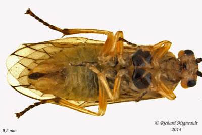 Common sawfly - Nematus Willow Sawfly sp2 3 m14 9,2mm 