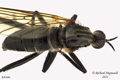 Dance Fly - Rhamphomyia sp3 3 m14 6,8mm 