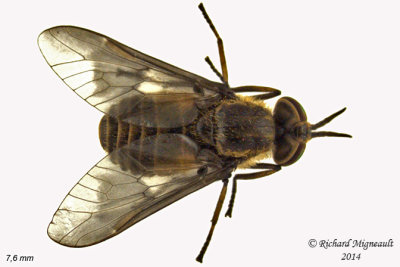 Deer fly - Chrysops frigidus 1 m14 7,6mm 