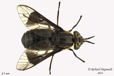 Deer fly - Chrysops niger 1 m14 9,7mm 