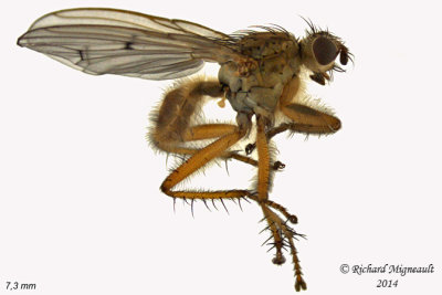Dung Fly - Scathophaga furcata 1 m14 7,3mm 