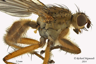 Dung Fly - Scathophaga furcata 2 m14 7,3mm 