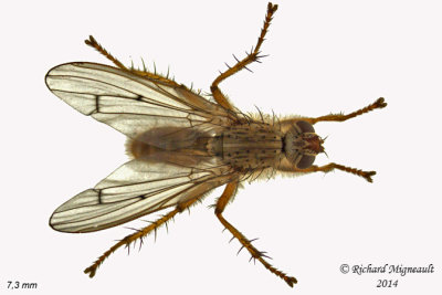 Dung Fly - Scathophaga furcata 3 m14 7,3mm 