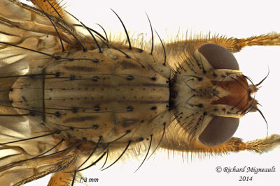 Dung Fly - Scathophaga furcata 4 m14 7,3mm 