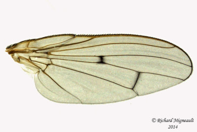 Dung Fly - Scathophaga furcata 5 m14 7,3mm 