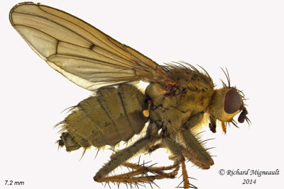 Dung Fly - Scathophaga sp1 1 m14 7,2mm 