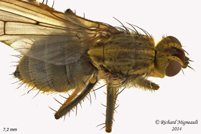 Dung Fly - Scathophaga sp1 2 m14 7,2mm 