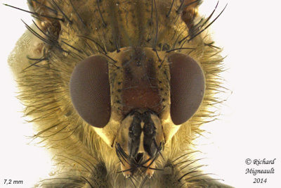 Dung Fly - Scathophaga sp1 3 m14 7,2mm 