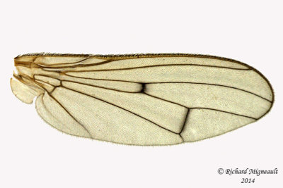 Dung Fly -Scathophaga sp2 5 m14 5,8mm 