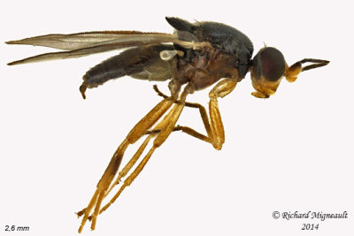 Frit Fly - Elachiptera erythropleura 1 m14 2,6mm 