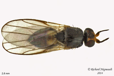 Frit Fly - Elachiptera erythropleura 2 m14 2,6mm 