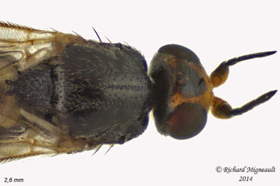 Frit Fly - Elachiptera erythropleura 3 m14 2,6mm 