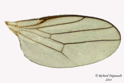 Frit Fly - Elachiptera erythropleura 4 m14 2,6mm 