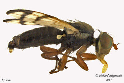 Fruit Fly - Urophora sp3 1 m14 6,1mm
