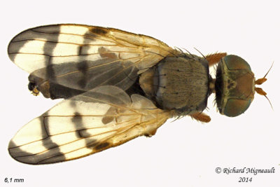 Fruit Fly - Urophora sp3 2 m14 6,1mm