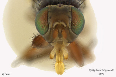 Fruit Fly - Urophora sp3 3 m14 6,1mm