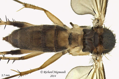 Fungus Gnat - Rondaniella dimidiata 2 m14 3,7mm 