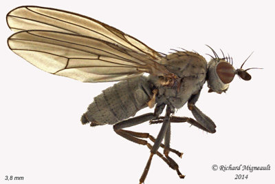 Lauxaniidae - Sapromyza brachysoma 1 m14 