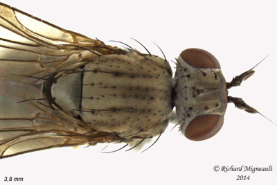 Lauxaniidae - Sapromyza brachysoma 2 m14 
