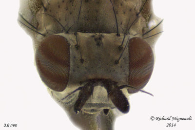 Lauxaniidae - Sapromyza brachysoma 3 m14 