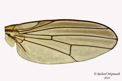 Lauxaniidae - Sapromyza brachysoma 4 m14 