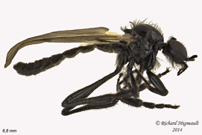 March Fly - Bibio longipes 1 m14 