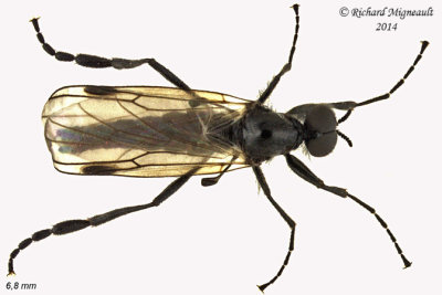 March Fly - Bibio longipes 2 m14