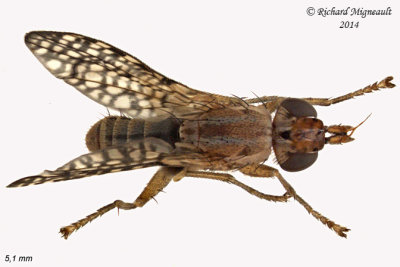 Marsh Fly - Limnia sp1 1 5,1mm m14