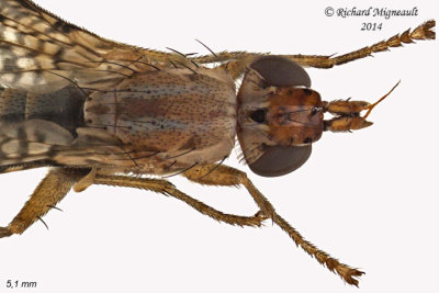 Marsh Fly - Limnia sp1 2 5,1mm m14